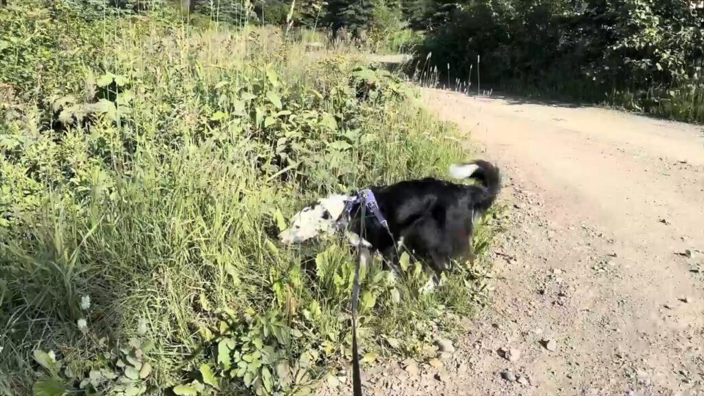 The Rise of 'Sniff Walks': The Quiet Dog Trend That's Changing How Americans Exercise