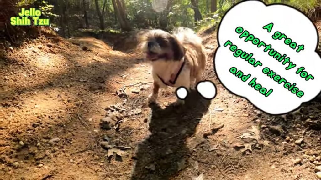 The Surprising Health Benefits of Hiking With Your Dog That Your Doctor Probably Hasn't Told You
