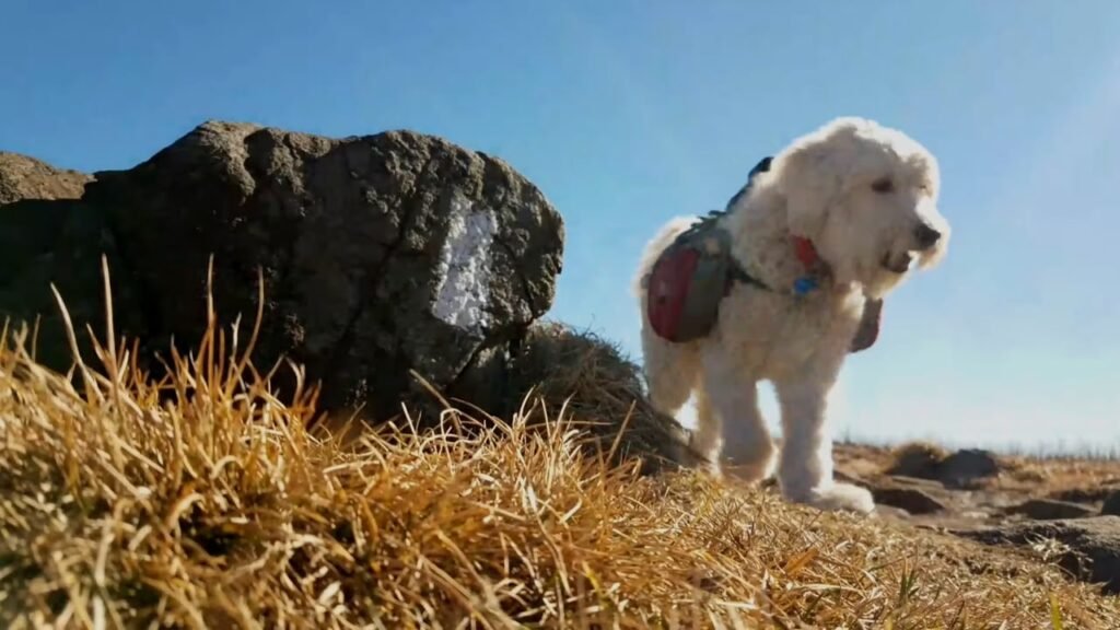 How the Appalachian Trail Became America's Most Romantic Destination for Dog Owners
