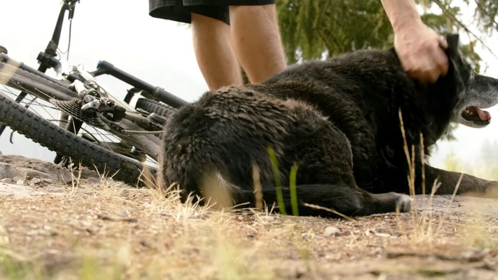They Quit Wall Street to Hike Every Major U.S. Trail With Their Dog. Here’s What They Found. They Quit Wall Street to Hike Every Major U.S. Trail With Their Dog. Here's What They Found.