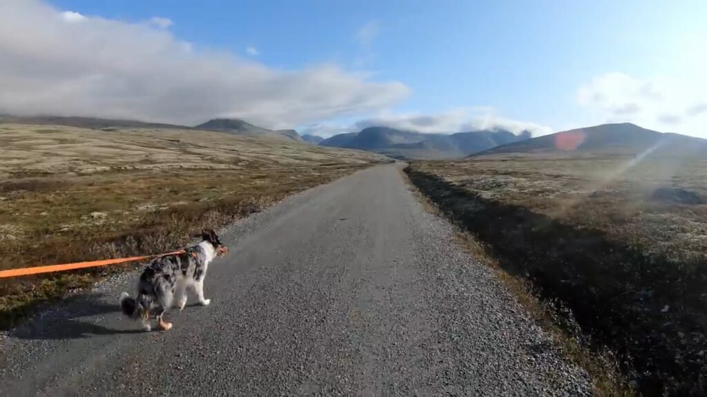 Inside the Secret World of Professional Dog Hikers Who Charge $500 a Day in the Rocky Mountains