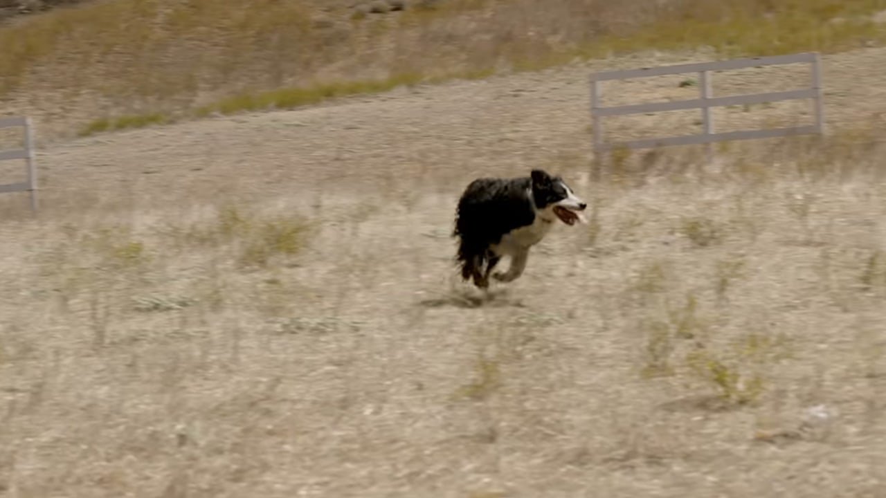 How a Border Collie Named Maple Became the Most Followed Trail Dog on Instagram — With 4.2 Million Fans