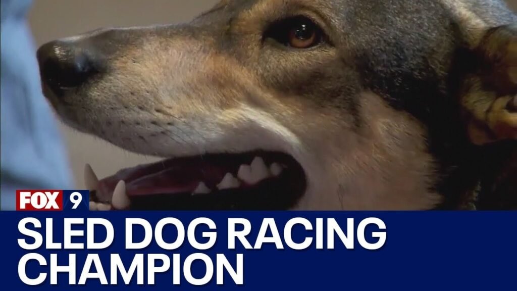 Dog Sled Racing Is Having a Surprising Renaissance in the American Midwest. Here's Why.