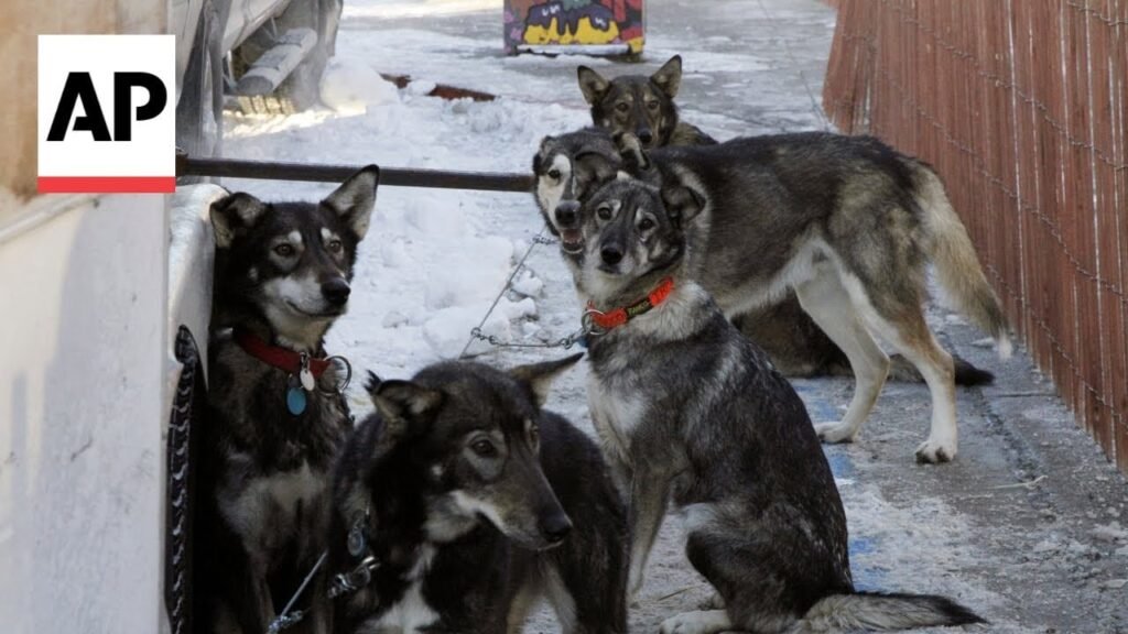 The Iditarod Is Losing Dogs. Now Activists and Mushers Are at War Over the Future of Sled Racing. The Iditarod Is Losing Dogs. Now Activists and Mushers Are at War Over the Future of Sled Racing.