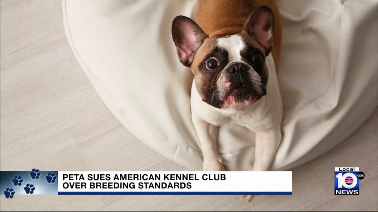 Inside the Kennel Club Shaking Up the Sled Dog World With DNA Testing and Animal Welfare Lawsuits