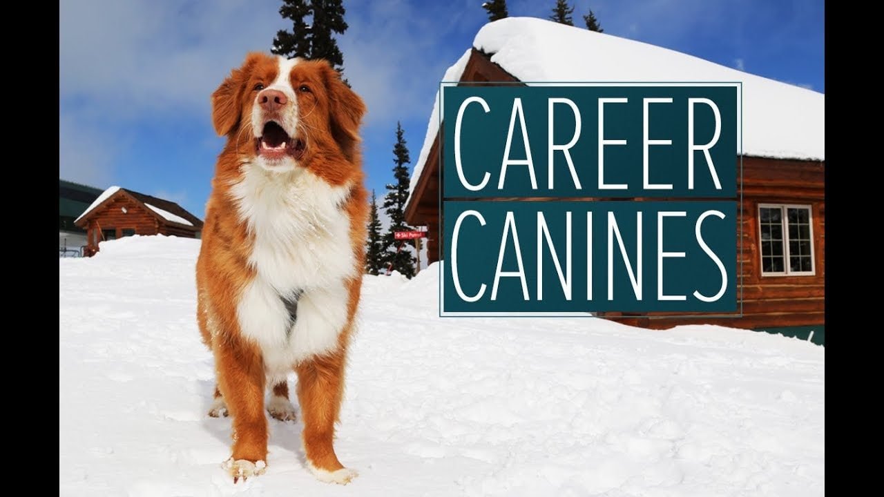 These Trail Dogs Are Trained to Find Missing Hikers in the Cascades — and Their Record Is Nearly Perfect