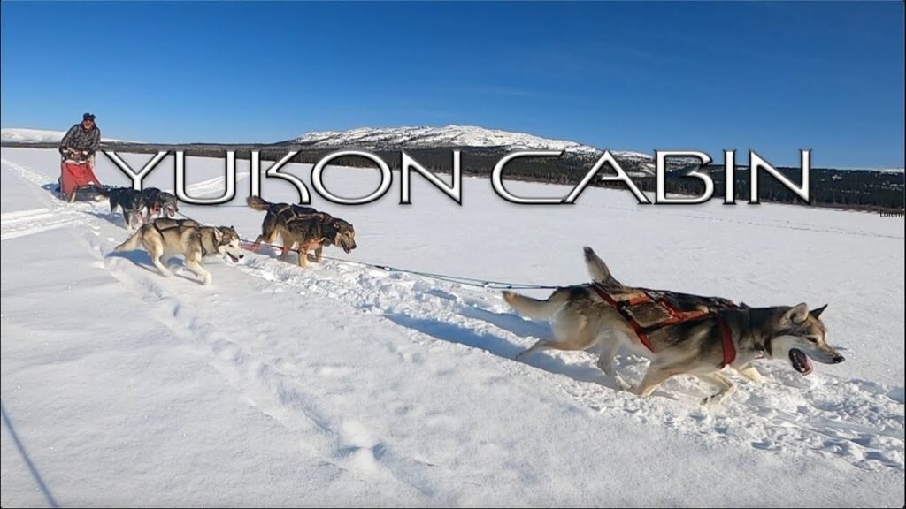 Inside the Alaska Kennel Where Sled Dogs Live Better Than Most Americans