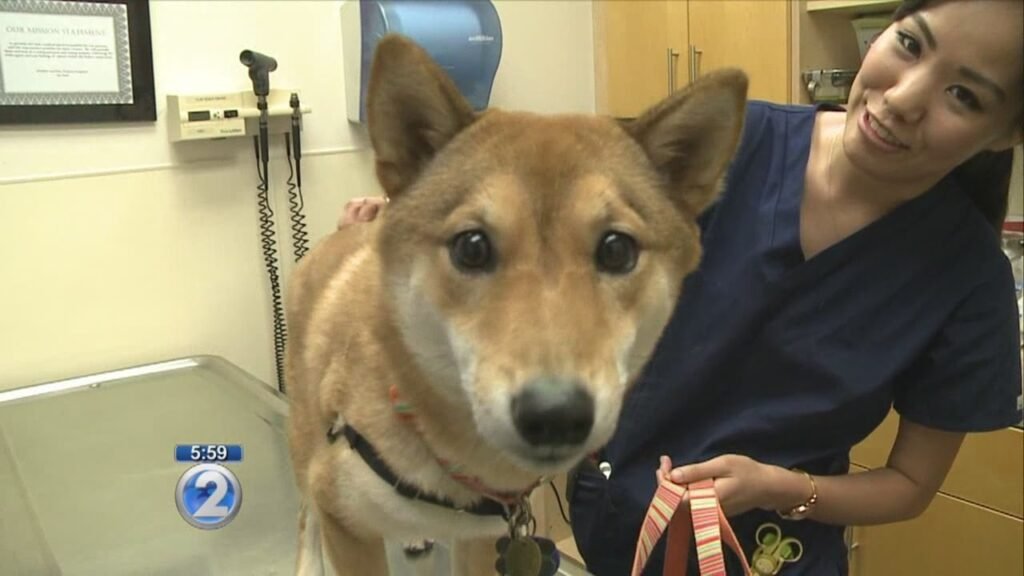 Why Veterinarians Are Warning Dog Owners About America's Most Popular Hiking Trails
