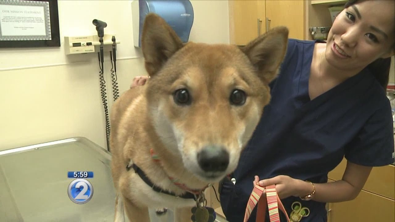 Why Veterinarians Are Warning Dog Owners About America's Most Popular Hiking Trails