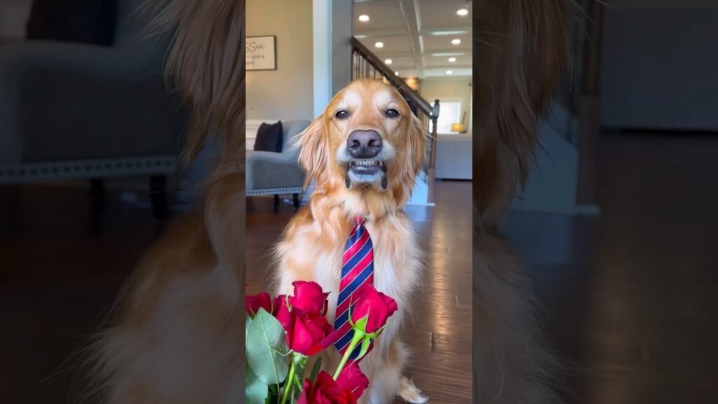 A Golden Retriever Named Teddy Has Hiked With 1,200 Strangers on Tinder's Most Unusual Date Trend
