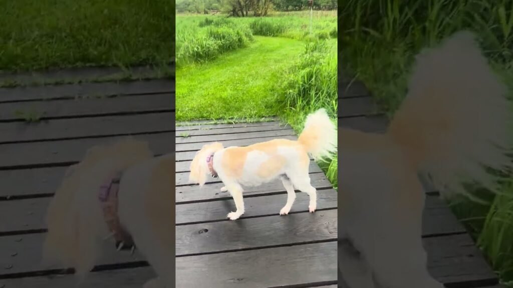 This 14-Year-Old Dog Just Completed His 500th Hike. His Secret? A Very Patient Owner.
