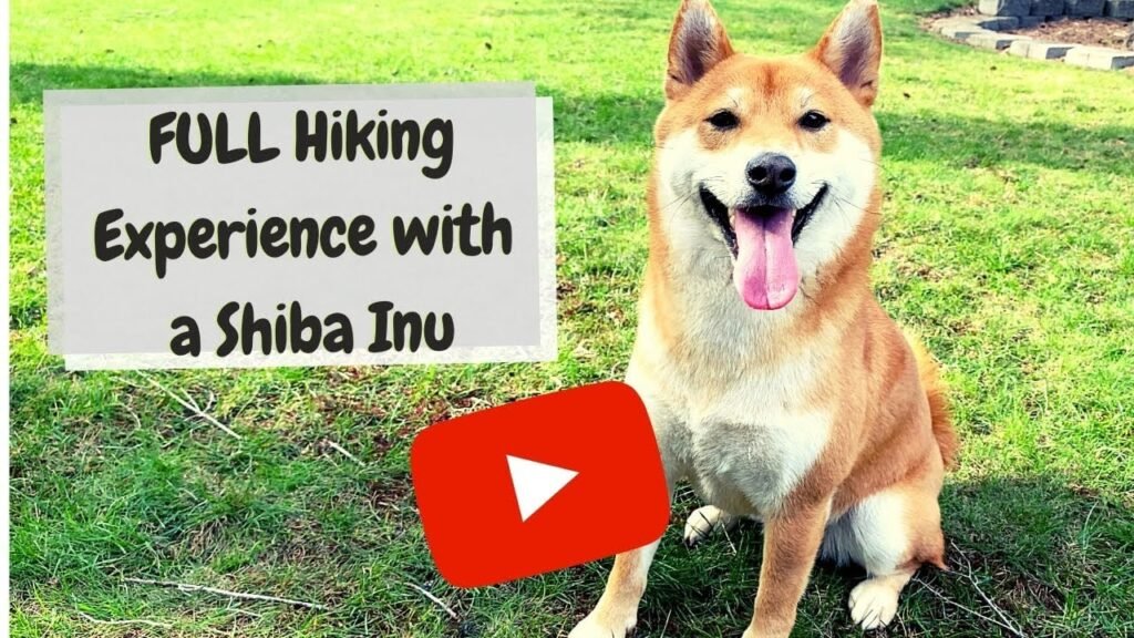 The Anti-Social Dog Breed That's Becoming America's Most Beloved Trail Companion and Why Experts Are Baffled