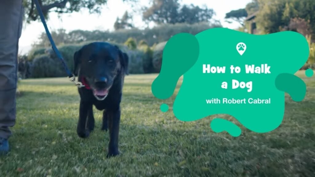 The Japanese Technique for Walking Your Dog That's Sweeping Through American Dog Parks