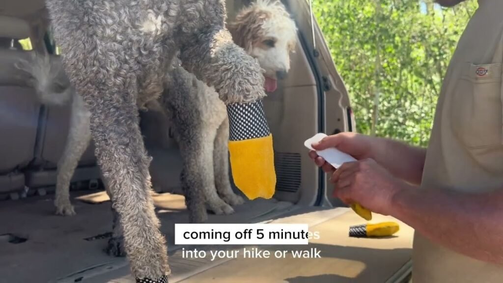 The Dangerous Truth About Dog Paws on Rocky Mountain Trails That Nobody Is Talking About