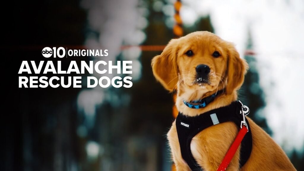 The Wyoming Rescue Team Made Entirely of Avalanche Dogs — and the Three Lives They Saved Last Winter