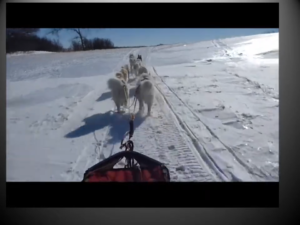 What Is Dog Trekking