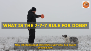 What Is the 7 7 7 Rule for Dogs
