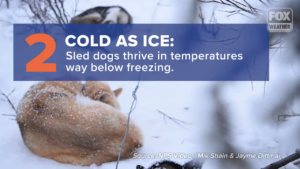What are sled dogs used for