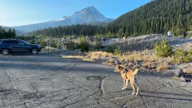Benefits of Hiking for Dogs: 10 Proven Physical and Mental Health Advantages