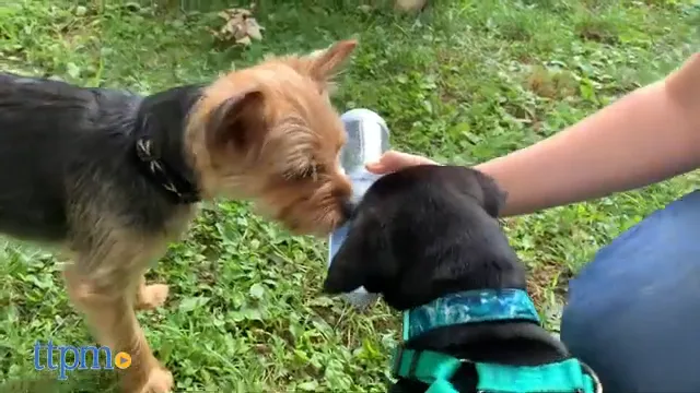 Best Dog Hiking Water Bottle: 6 Top Picks, Key Features, and Buying Guide