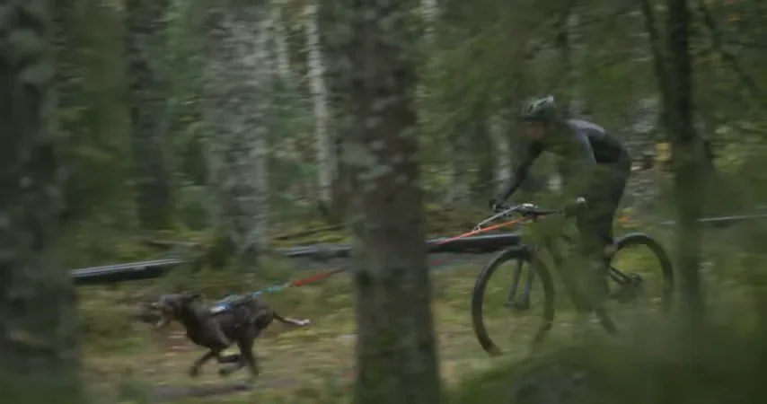 Bikejoring with Dogs: 5 Key Skills, Best Breeds, and a Complete Setup Guide