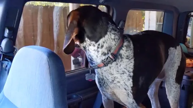 Dog-Friendly Hiking Trails by Region: 5 U.S. Regions and 20 Top Routes