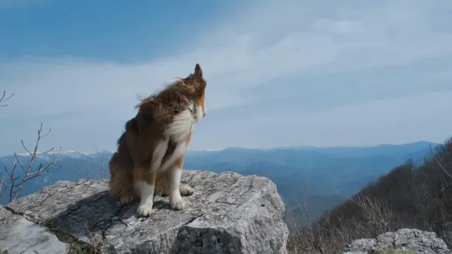 Dog Friendly National Parks: 7 Best Parks, NPS Rules, and Trail Guide for the USA