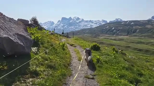Dog Trekking Alps: Routes, Regulations, Gear, and Safety Across 5 Countries