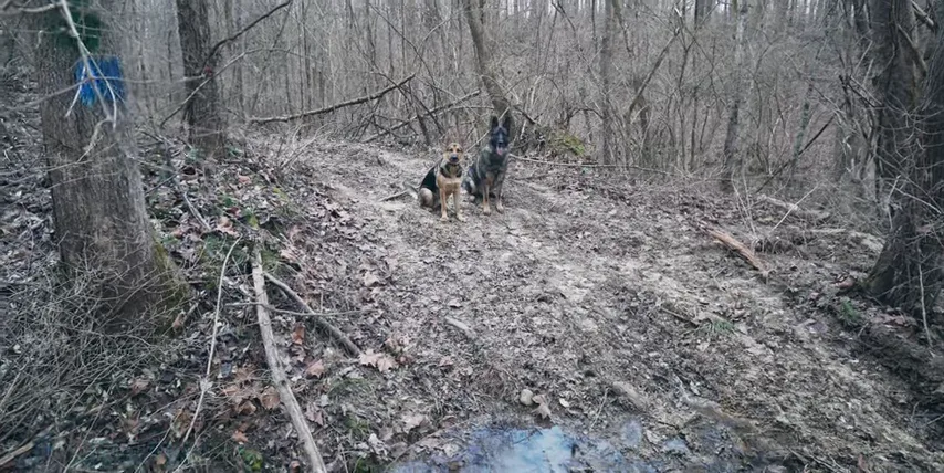 What Is a German Shepherd’s Hiking Capacity?