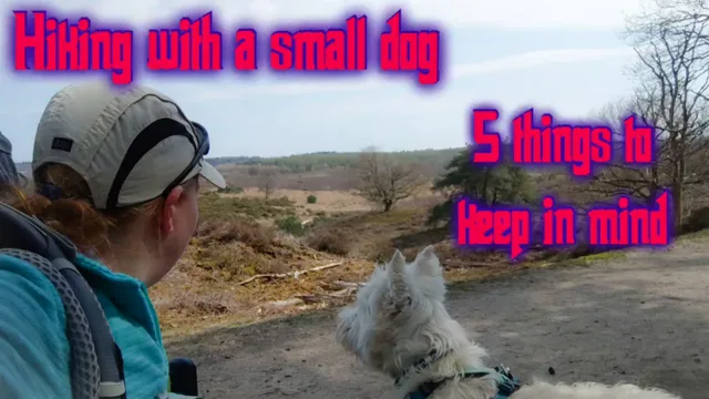 Hiking With Small Dogs: 7 Safety Tips, Best Breeds, and Essential Gear Guide