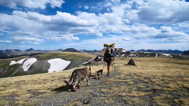 How to Train a Dog for Hiking: A Complete 8-Week Program With Commands, Fitness, and Trail Skills