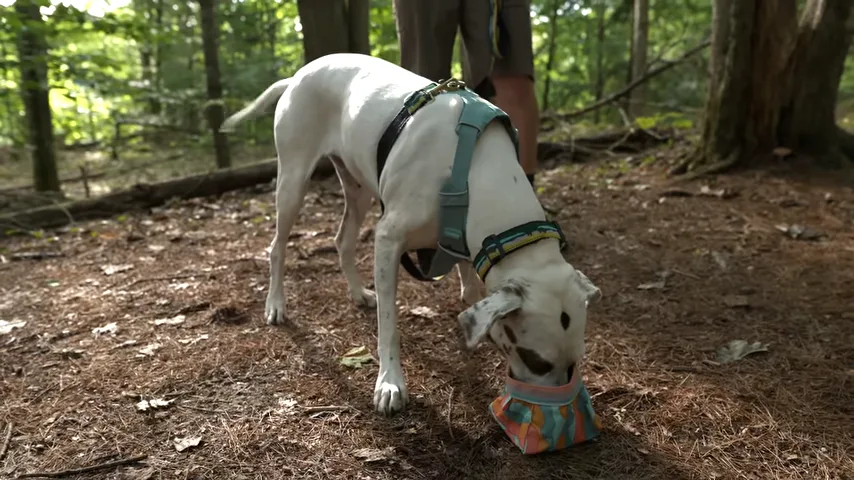 What to Feed a Dog on a Hike: 6 Best Foods, Portions, and Feeding Schedule