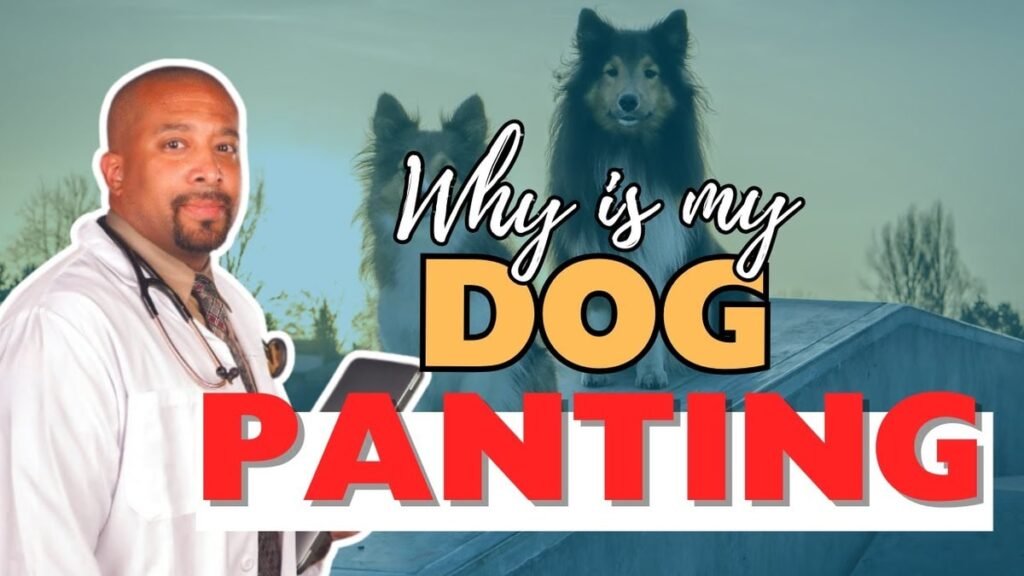 Why Is My Dog Panting So Much? 8 Causes of Excessive Panting in Dogs Why Is My Dog Panting So Much? 8 Causes of Excessive Panting in Dogs