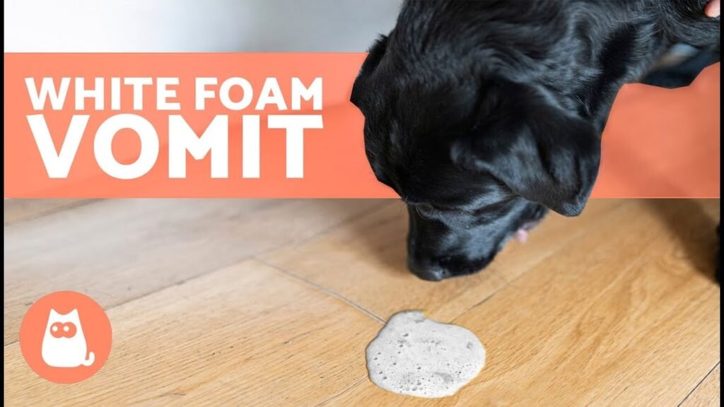 Dog Vomiting White Foam: 10 Causes, Severity Levels, and When to See a Vet Dog Vomiting White Foam: 10 Causes, Severity Levels, and When to See a Vet