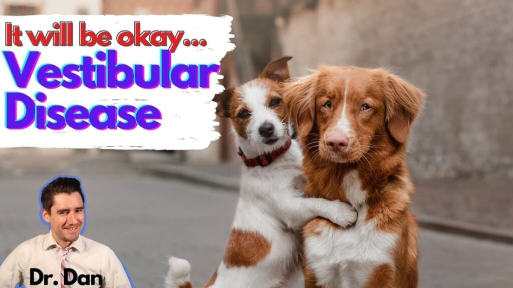 Old Dog Vestibular Disease: Symptoms, Causes, Recovery Timeline, and How It Differs From a Stroke
