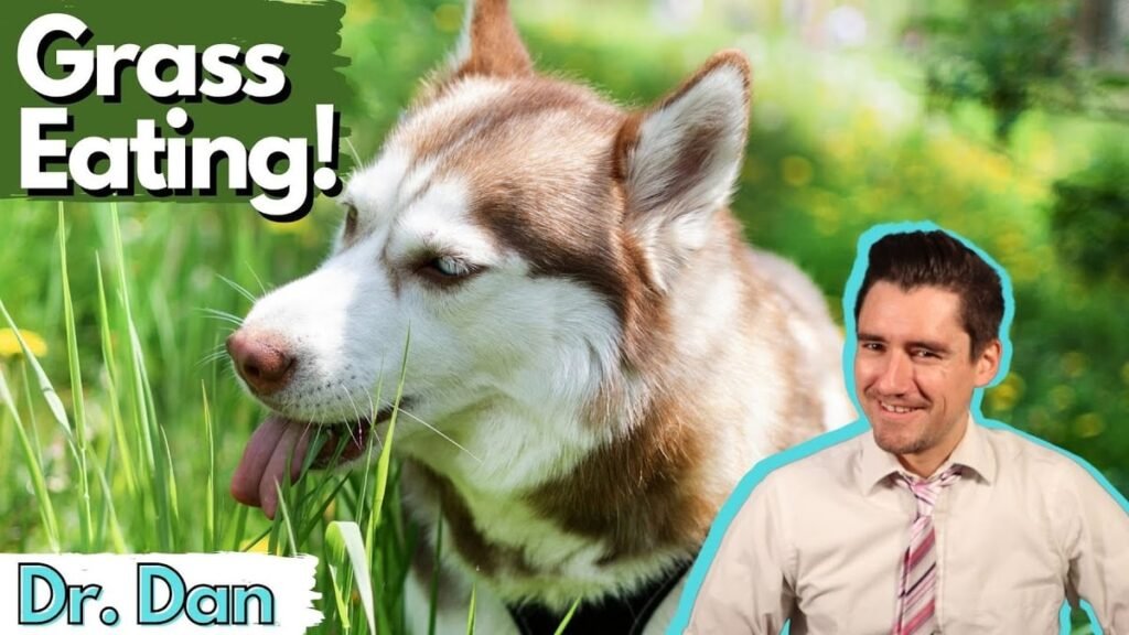 Why Is My Dog Eating Grass? 6 Reasons, Safety Facts, and When to Call a Vet