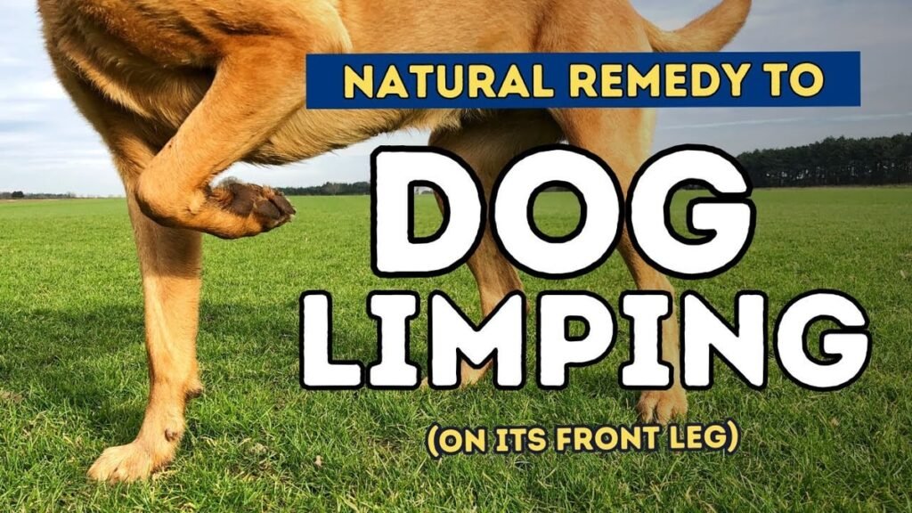 Dog Limping on Front Leg: Causes, Paw Injuries, ACL Symptoms, and When to Act