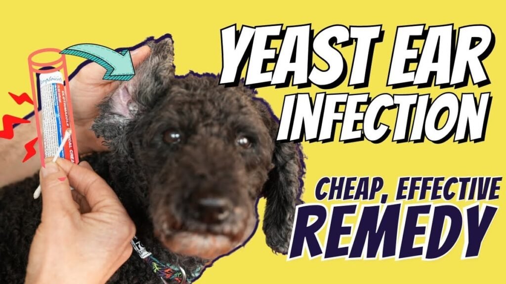 Dog Ear Infection Symptoms: 8 Signs, 3 Infection Types, and When to See a Vet