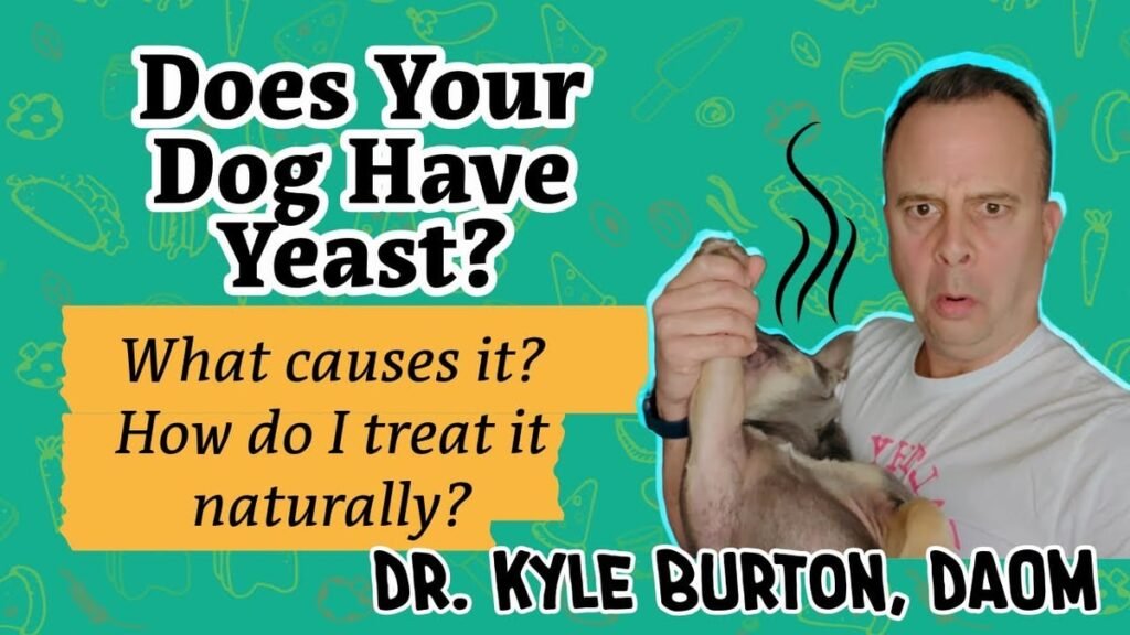 Dog Yeast Infection Paw: 7 Symptoms, Antifungal Treatments, and Home Remedies