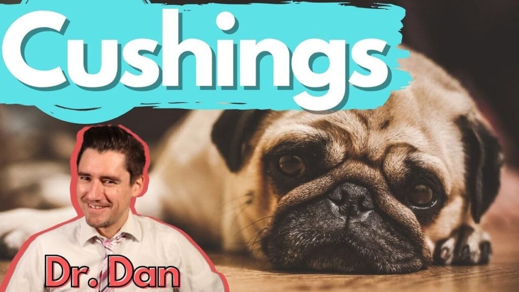 Cushing's Syndrome in Dogs: Back Leg Weakness, Hair Loss, and Comparison With Diabetes