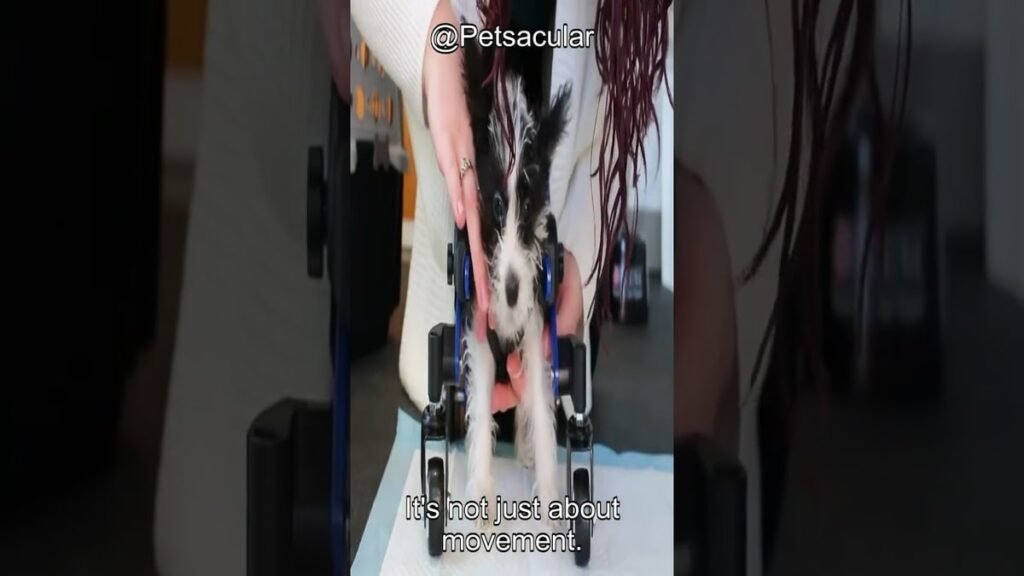 Dog Stroller for Large Dogs and Mobility Aids: 8 Products for Injury Recovery, Hip Dysplasia, and Training Dog Stroller for Large Dogs and Mobility Aids: 8 Products for Injury Recovery, Hip Dysplasia, and Training