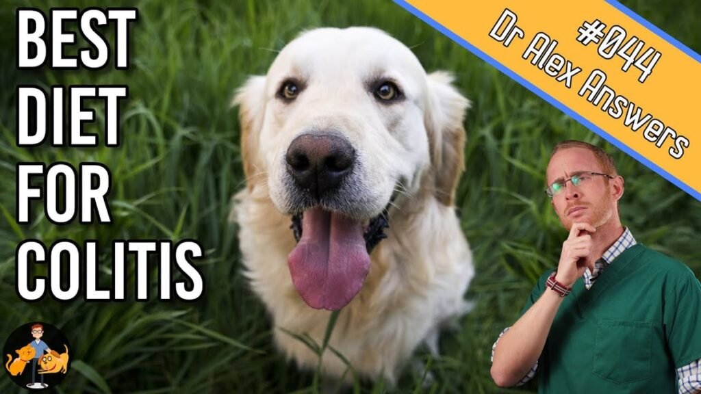 Colitis in Dogs from Stress: Symptoms, Best Food for Diarrhea, and Home Remedies Colitis in Dogs from Stress: Symptoms, Best Food for Diarrhea, and Home Remedies