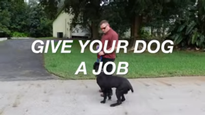 How to Train Your Dog to Walk on a Leash