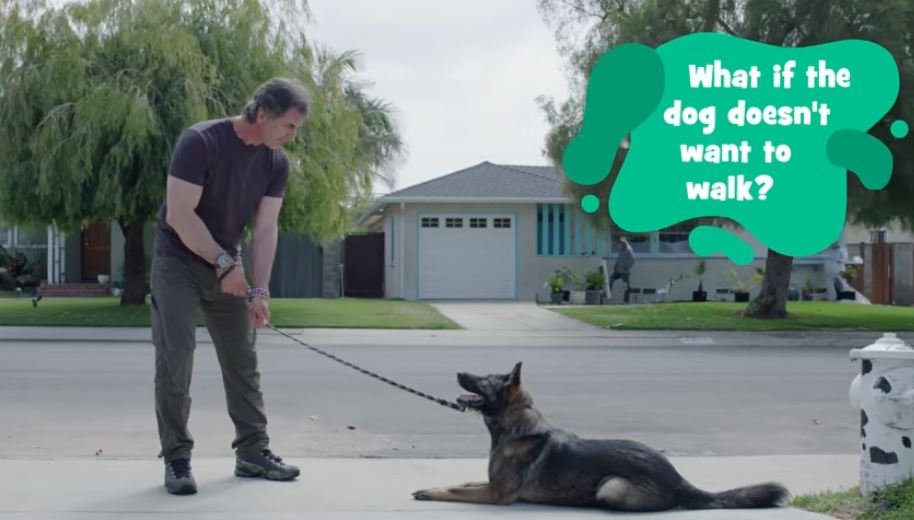 Why Won’t My Dog Let Me Walk It? 6 Causes and How to Fix Each One