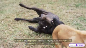 why do dogs walk in circles before lying down